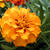 Tagetes