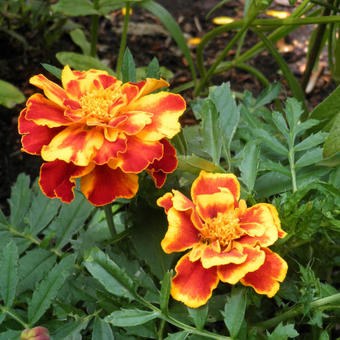 Tagetes