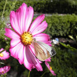 Cosmos bipinnatus 'Daydream' - 