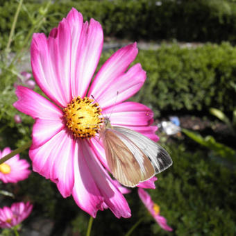 Cosmos bipinnatus 'Daydream'