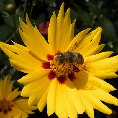 Coreopsis grandiflora 'Sunfire' - Coreopsis grandiflora 'Sunfire'