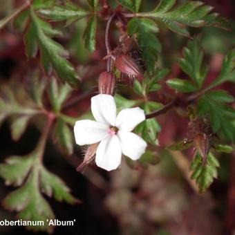 Geranium robertianum 'Album'