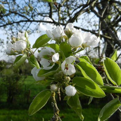 Pyrus communis ´Beurré Hardy´