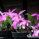 Pleione 'Tongariro' - 