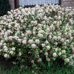 Skimmia - 