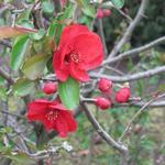 Chaenomeles x superba 'Nicoline' - 