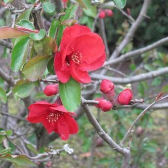 Chaenomeles x superba 'Nicoline'