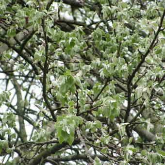 Populus alba