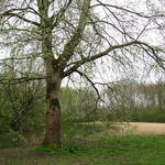 Populus alba - Peuplier blanc