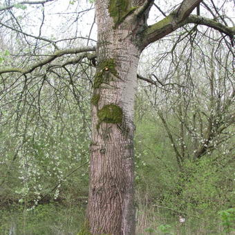 Populus alba