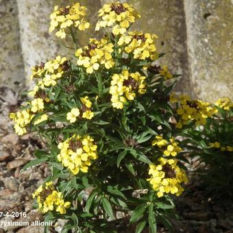 Erysimum x allionii