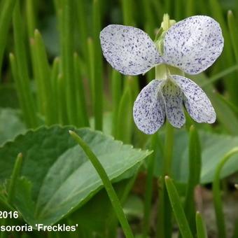 Viola sororia 'Freckles'