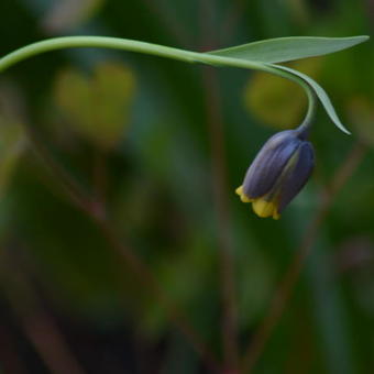 Fritillaria uva vulpis