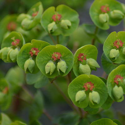 EUPHORBE DE MARTIN - Euphorbia x martinii