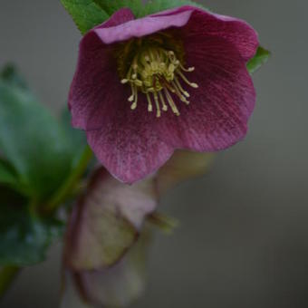 Helleborus orientalis