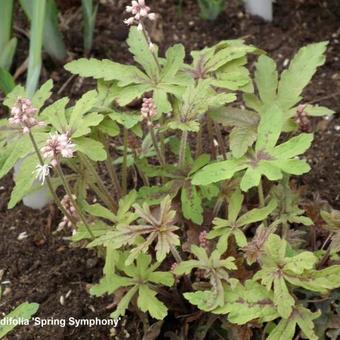 Tiarella cordifolia 'Spring Symphony'