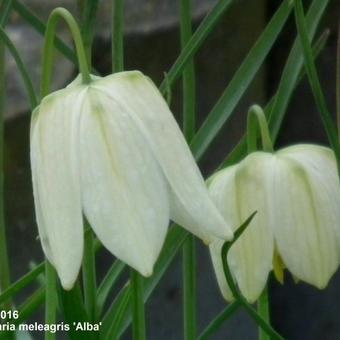 Fritillaria meleagris 'Alba'