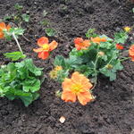 Geum coccineum 'Queen of Orange' - 