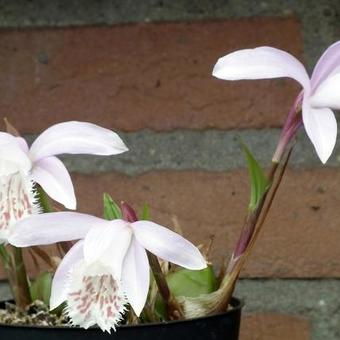 Pleione Hybrids