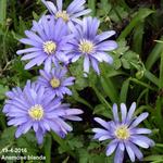 Anemone blanda - Anémone de Grèce