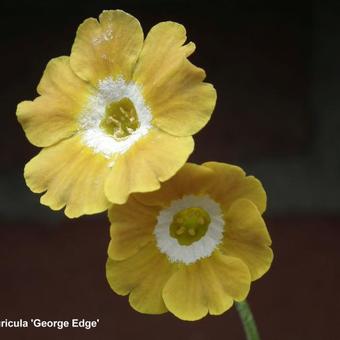 Primula auricula 'George Edge'