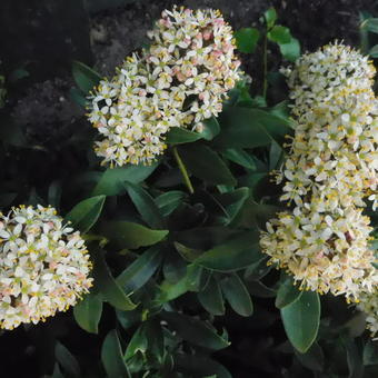 Skimmia japonica 'Fragrant Cloud'