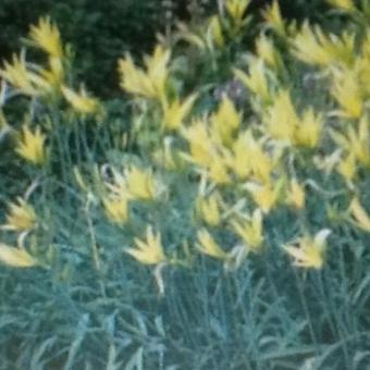 Hemerocallis citrina