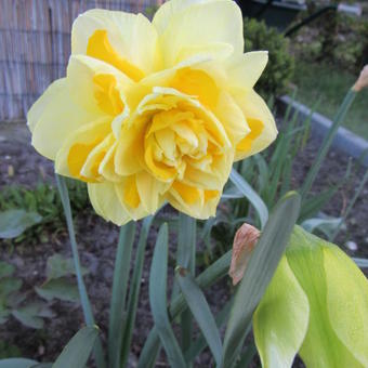 Narcissus 'Sweet Pomponette'