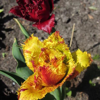 Tulipa 'Bastia'