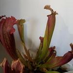 Sarracenia - Sarracénie