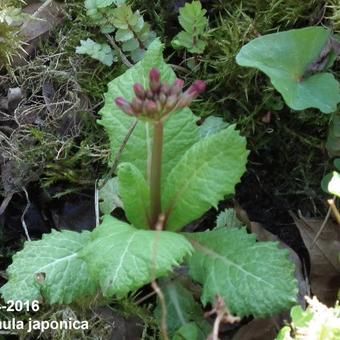 Primula japonica