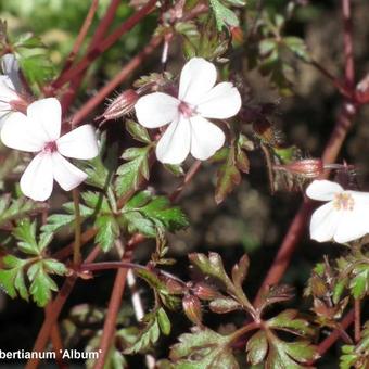 Geranium robertianum 'Album'