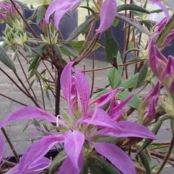 Rhododendron 'Koromo-shikibu'