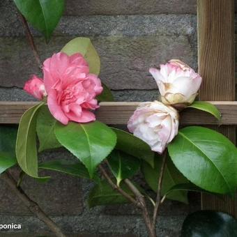 Camellia japonica