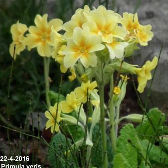 Primula veris