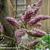 Wisteria sinensis 'Amethyst'