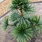 Sciadopitys verticillata 'Sternschnuppe' - 