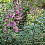 Monarda citriodora - 