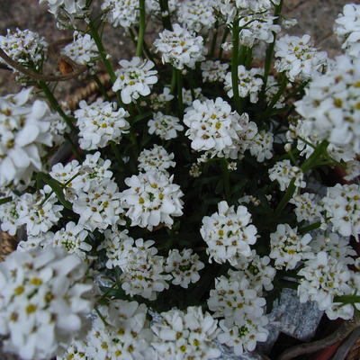 Iberis sempervirens 'Fischbeck' - Iberis sempervirens 'Fischbeck'