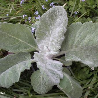 Salvia argentea