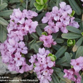 Daphne x susannae 'Anton Fahndrich'