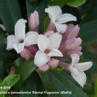 Daphne x transatlantica 'Eternal Fragrance'