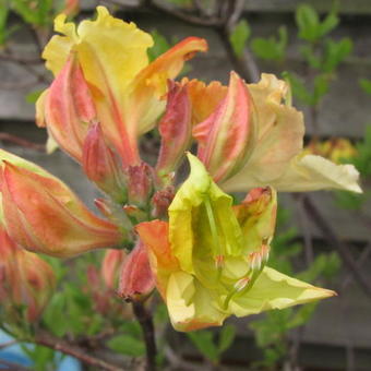 Rhododendron 'Lapwing'