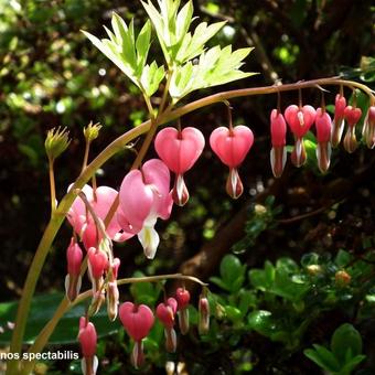 Lamprocapnos spectabilis