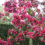 Malus 'Profusion' - 