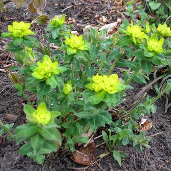 Euphorbia polychroma