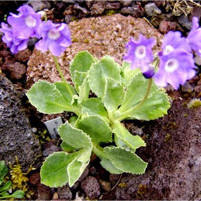 Primula marginata ‘Mauve Mist’ - 