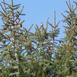 Picea pungens 'Glauca' - 