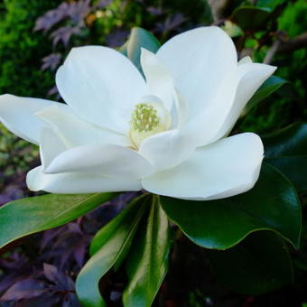 Magnolia grandiflora ‘Galissonière’