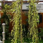 Betula pendula 'Youngii' - 